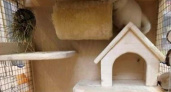 Брянский зоопарк предложил горожанам сделать домики для грызунов. На конкурс