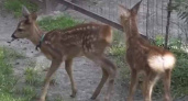 Малышей-косулят из брянского зоопарка назвали Чипом и Дейлом