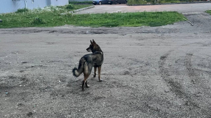 Суд взыскал с администрации 80 тысяч рублей за укус ребенка бродячей собакой в Брянске