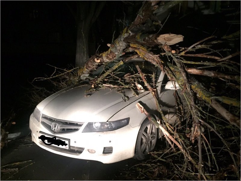 Дерево раздавило две машины в Брянске