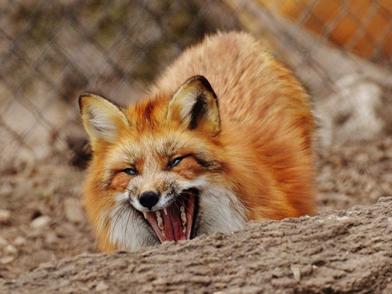 Из-за бешеной лисы в Фокинском районе Брянска бесплатно провакцинируют собак и кошек
