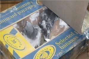 Брянские таможенники отослали обратно на Украину 50 голубей