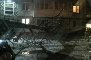 Под тяжестью снега в Брянске упало дерево: повреждена машина и балконы
