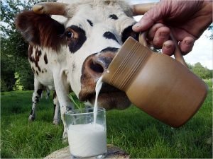 Брянские аграрии за январь произвели 18 тысяч тонн  молока