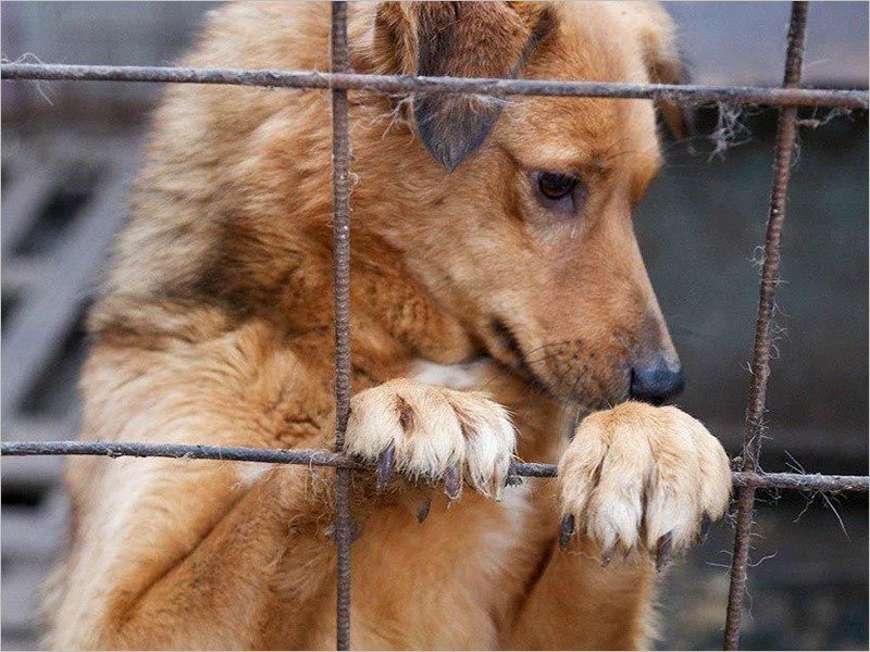Торги по проектированию брянского приюта для бездомных животных пройдут в конце месяца — Макаров