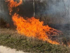 Почти треть пожаров в Брянской области приходится на природные пожары