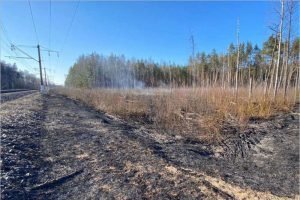 За день в Брянской области произошло четыре лесных пожара