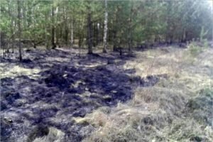 В Почепском районе произошёл второй за три дня лесной пожар на одной и той же территории