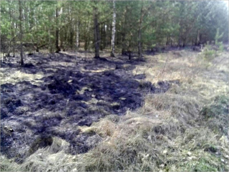 За сутки в Брянской области потушено шесть лесных пожаров