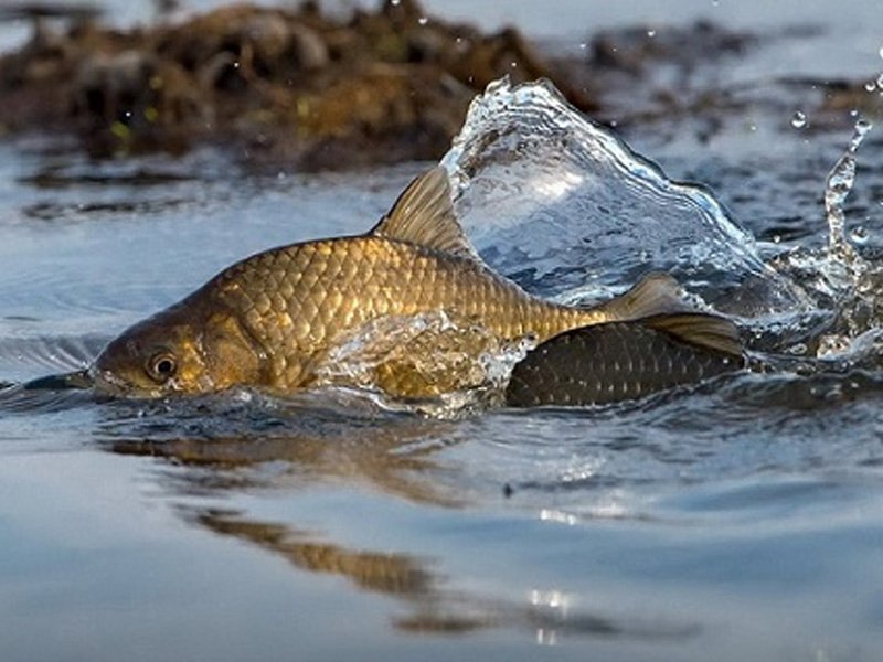 Нерестовый запрет на ловлю рыбы введён на водоёмах в Брянской области