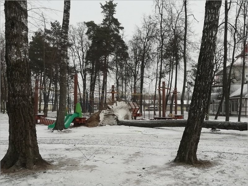 Упавшее дерево повредило верёвочный парк в Брянске