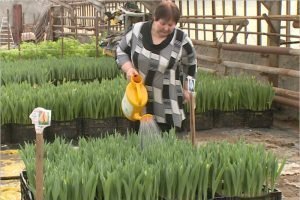 В Брянске вырастили к 8 Марта 8 тысяч тюльпанов