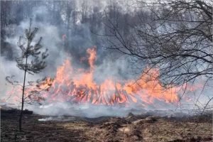 Синоптики объявили в Брянской области чрезвычайную пожароопасность