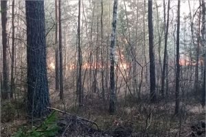 За сутки в Брянской области потушено семь лесных пожаров