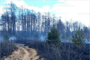 За воскресенье брянские леса горели трижды