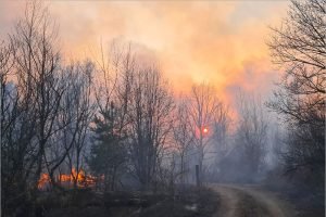 Суражанин, устроивший лесной пожар, оштрафован на 170 тыс. рублей