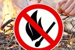 В брянских лесах с 22 июня введен особый противопожарный режим