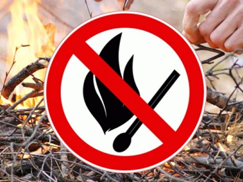 В брянских лесах с 21 апреля введён особый противопожарный режим