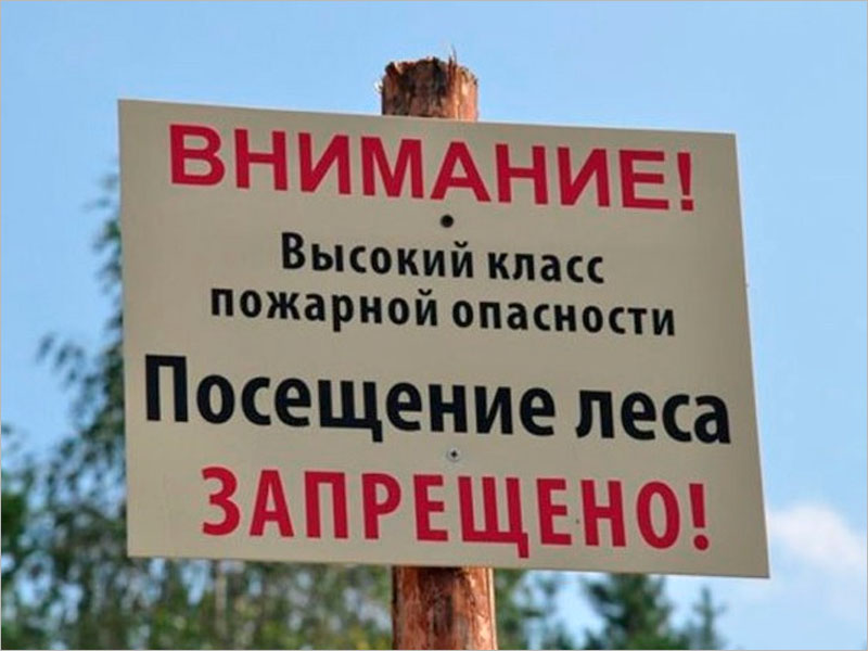 В Брянской области с 28 августа введен запрет на посещение лесов