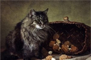 «Кошки — это хорошо»: 1 марта в России отмечается День кошек