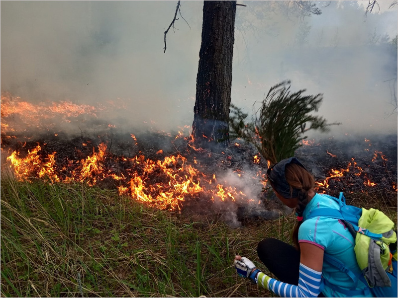 В брянском управлении лесами наградили туристов, спасших лес от пожара