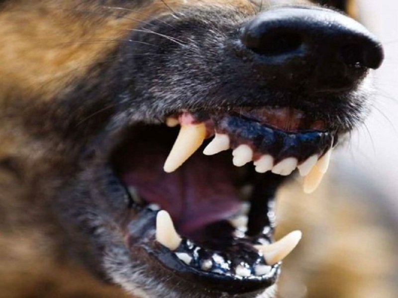 Очередная «собачья выплата» присуждена судом в Климово — 50 тысяч рублей