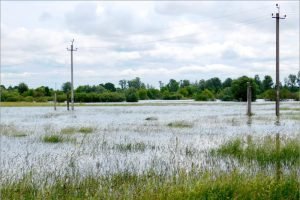 Летний паводок в Брянской области погубил птичье потомство
