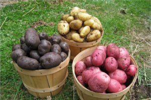 «Бульбу варим, бульбу парим, бульбу так сырою шпарим»: вред и польза картофеля, как часто можно есть?
