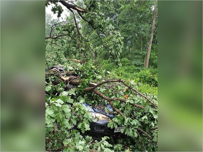Обещанный синоптиками ураганный ветер ударил по Брянску: дуб рухнул на легковой автомобиль