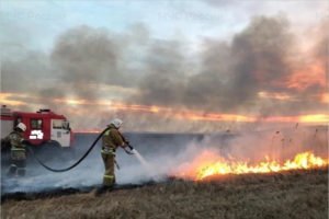 Севские пожарные тушили горящее пшеничное поле
