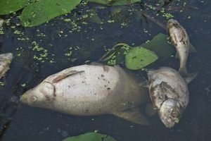 Рыба в новозыбковской реке Корна погибла из-за прорыва канализационной трубы — прокуратура