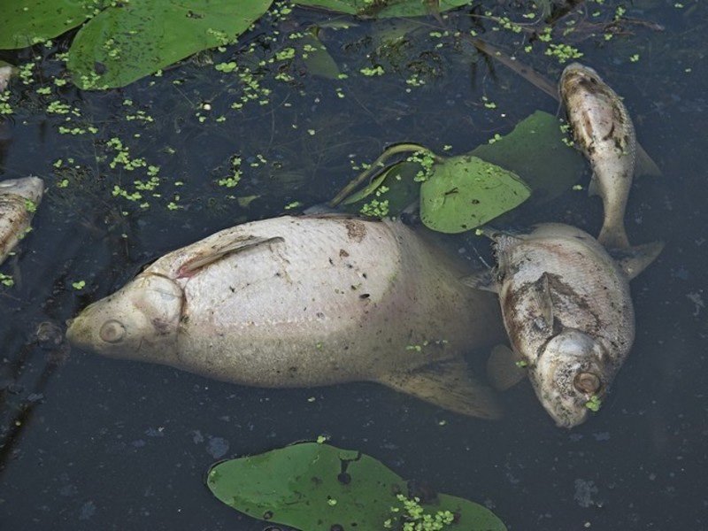 Рыба в новозыбковской реке Корна погибла из-за прорыва канализационной трубы — прокуратура