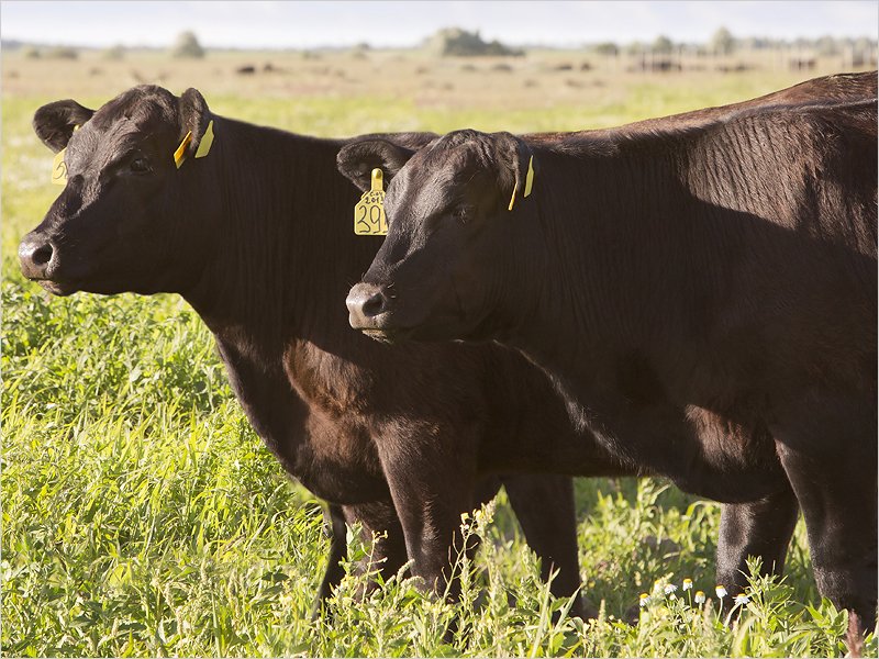 «Мираторг» и ВЭБ.РФ подтвердили устойчивый рост проекта мясного скотоводства