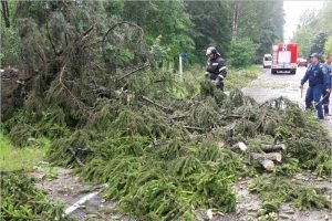Ураганный ветер повалил в Белых Берегах как минимум 25 деревьев