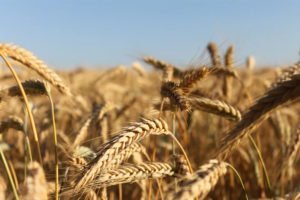 Брянская область получит более 410 млн. рублей в рамках зернового демпфера