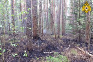 Августовская жара вновь начала провоцировать пожары в брянских лесах