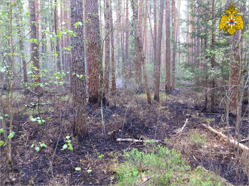 Августовская жара вновь начала провоцировать пожары в брянских лесах