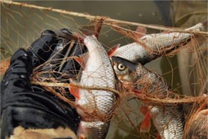 Почепский рыбак пойдёт под суд за 25 рыб, выловленных сетью