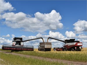 Россия в 2023 году собрала второй рекордный урожай зерновых в истории – Минсельхоз