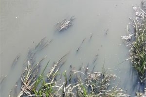 Виновным в загрязнении брянской реки Неруссы признан Локотской спиртзавод