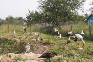 Пернатые подопечные почепского приюта для птиц нуждаются в помощи
