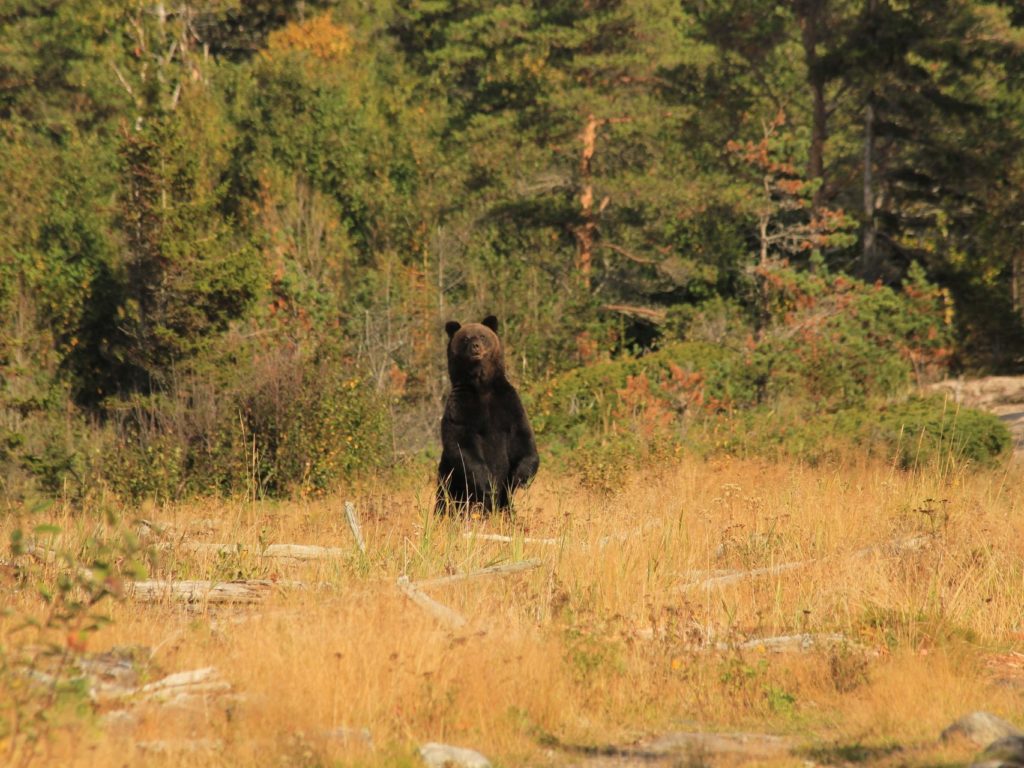 Специалисты «Брянского леса» посчитали медведей в «Онежском Поморье»