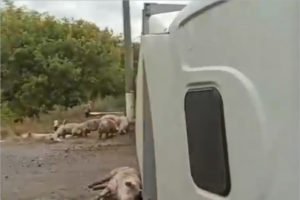 Брянские паблики: на местной дороге перевернулся большегруз со свиньями. Среди свиней есть жертвы (видео)