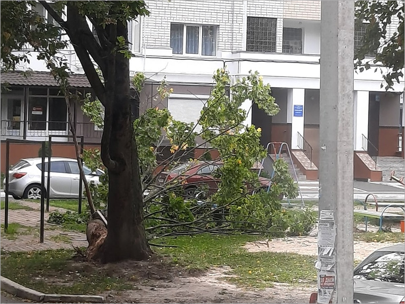 Порывы ветра валят деревья в Брянске: повреждены машины, перегорожены улицы