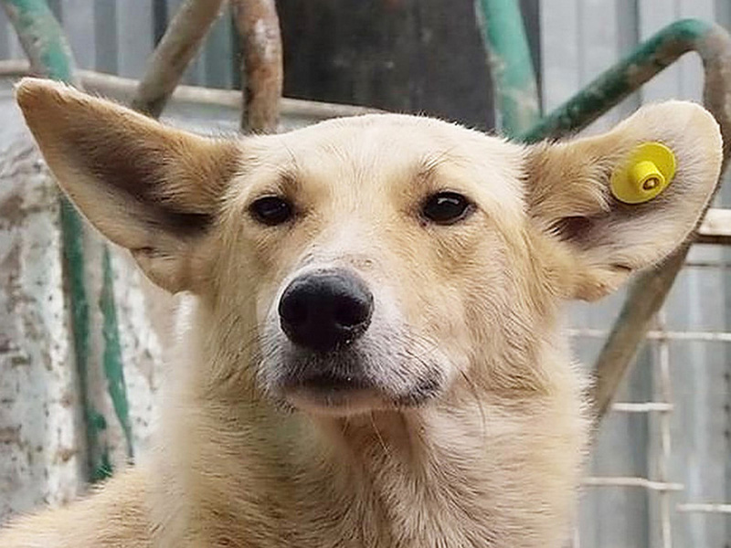С начала года в Брянске чипировали и «вернули в среду обитания» 720 бездомных собак