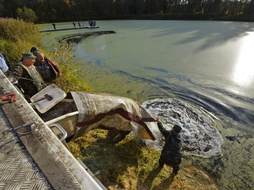 В пруд при заповеднике «Брянский лес» выпустили почти 400 килограммов карпа и белого амура