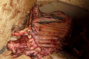 В Брянской области уничтожили почти 1,7 тонны «неведомого» мяса