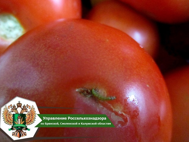 Тута нова. Зараженные томаты. Южноамериканская томатная моль. Помидор в Брянском регионе помидор. Южноамериканская томатная моль фото.