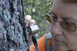 В заповеднике «Брянский лес» специалисты нашли два новых вида лишайников
