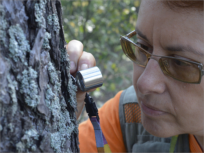 В заповеднике «Брянский лес» специалисты нашли два новых вида лишайников